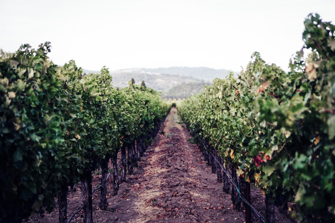 Aerial view of Napa, California